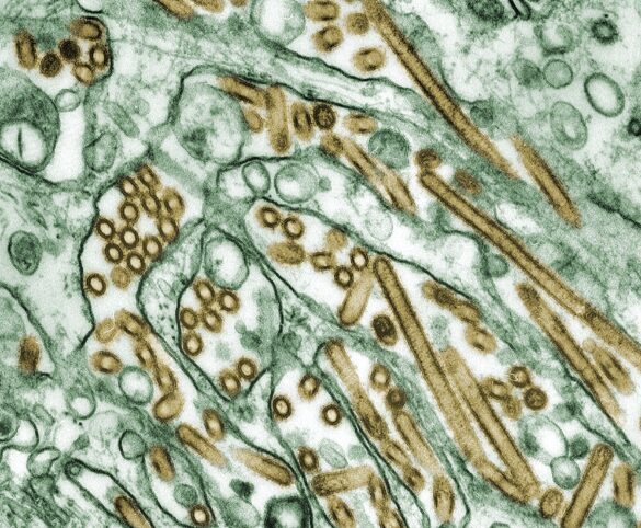 como es posible que la gripe haya casi desaparecido pero el coronavirus siga extendiendose