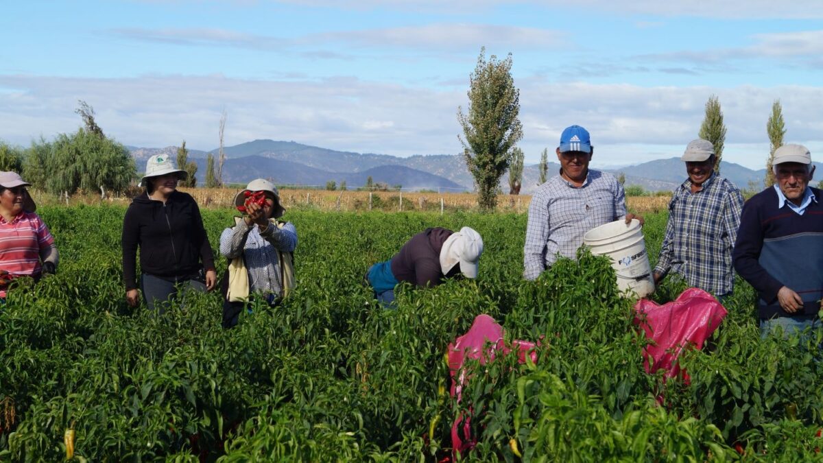 Hortalizas ancestrales para el futuro de una dieta saludable