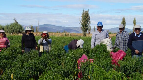 hortalizas ancestrales para el futuro de una dieta saludable