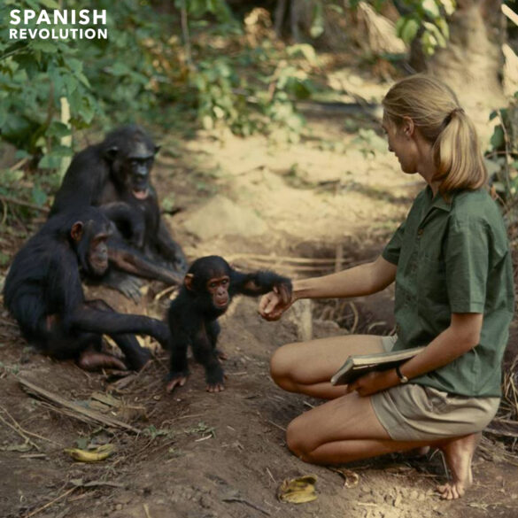 jane goodall