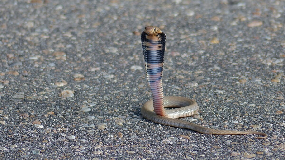 ¿Cómo consiguieron las cobras escupir veneno para defenderse?
