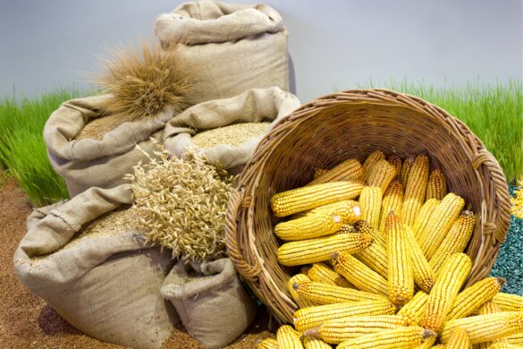 de matojos silvestres a cultivos como ha domesticado el hombre el trigo el maiz y otras plantas