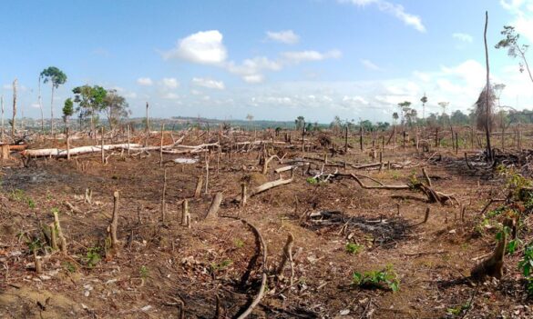 la oms denuncia que el 70 de los ultimos brotes epidemicos han comenzado con la deforestacion