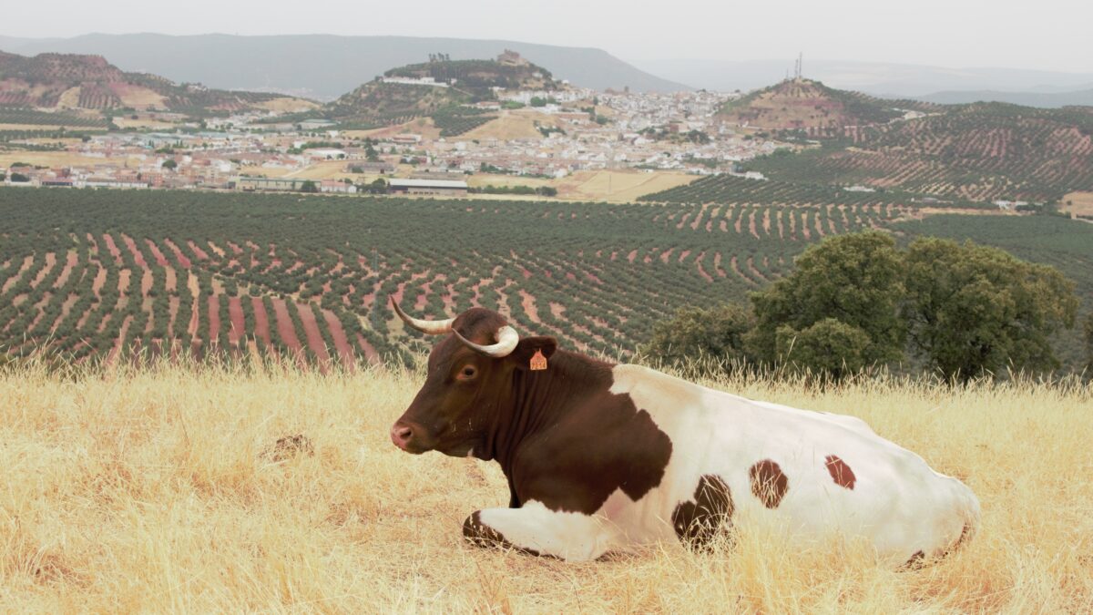 Las razas de ganado, amenazadas por la agricultura intensiva y el abandono del campo