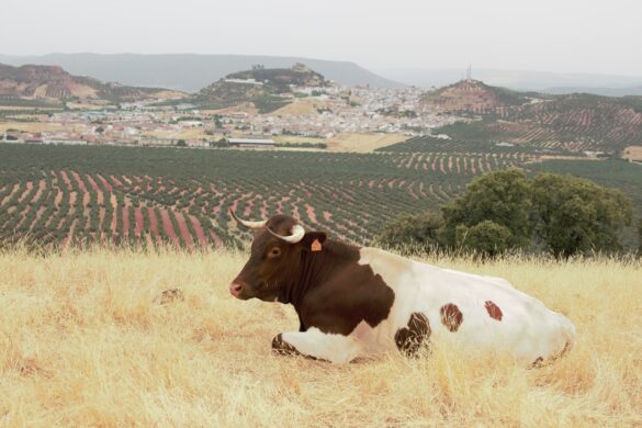 las razas de ganado amenazadas por la agricultura intensiva y el abandono del campo