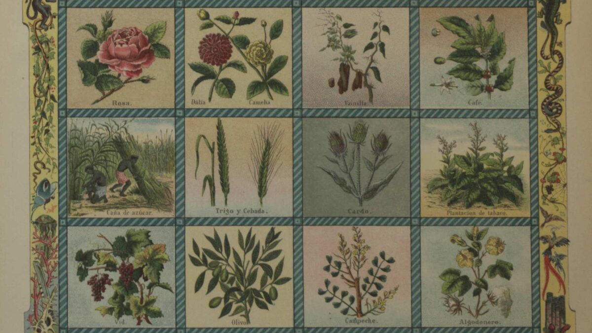 Los botánicos, una especie en peligro de extinción