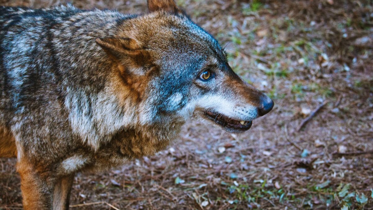 Los conflictos entre humanos lastran la protección del lobo