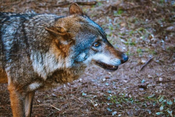 mediar entre humanos para conservar a los lobos