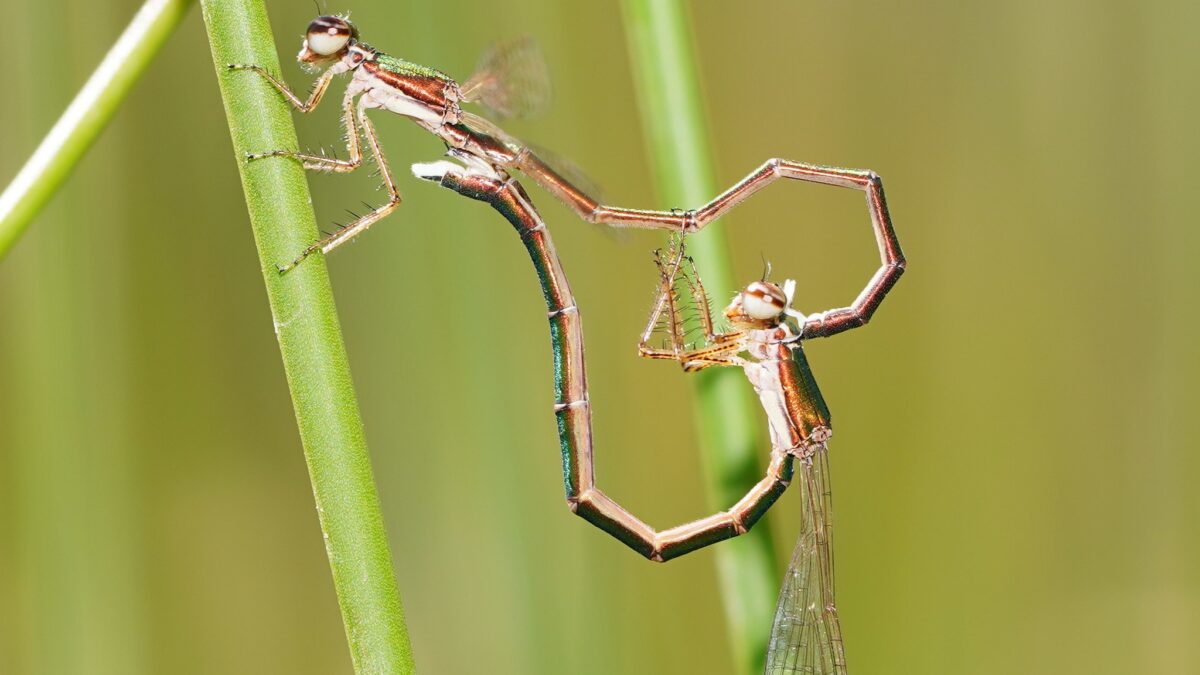 Del baile de la libélula al lenguaje de los humanos: el comportamiento de las especies marca su evolución