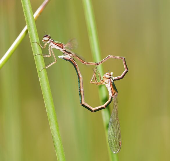 del baile de la libelula al lenguaje de los humanos el comportamiento de las especies marca su evolucion