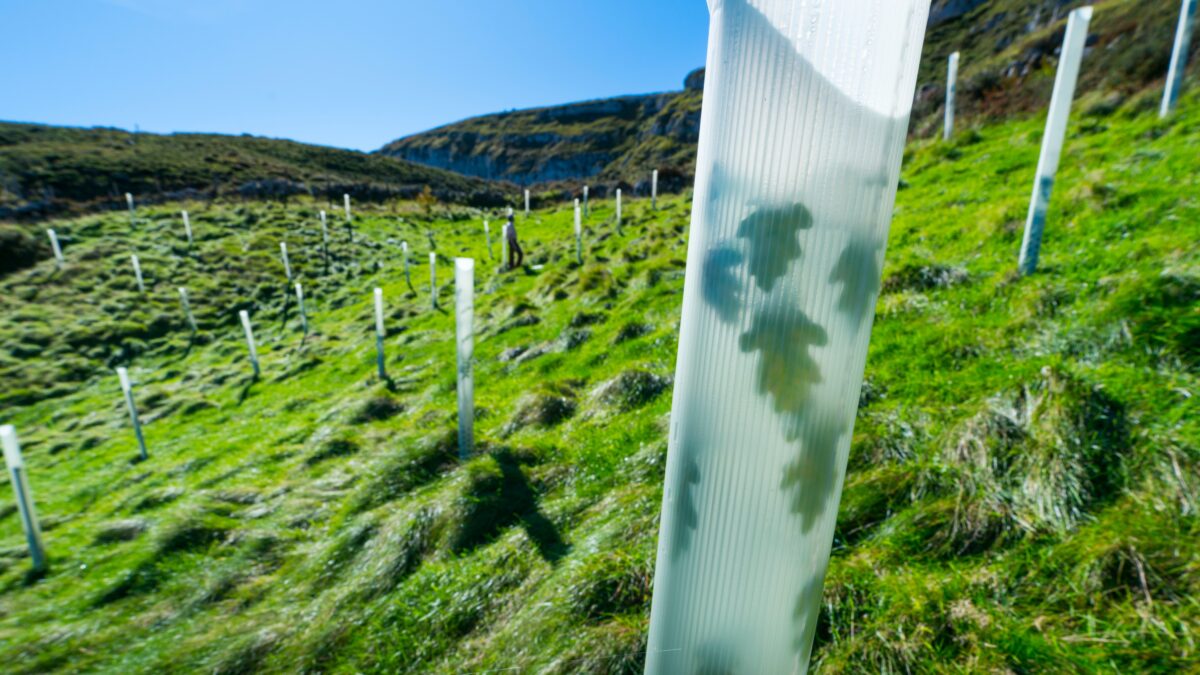 El papel de los bosques como sumideros de carbono