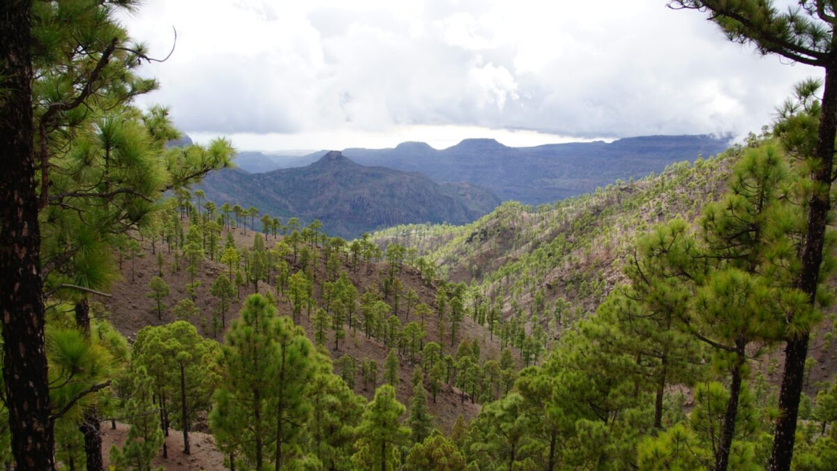 La ‘guerrilla’ de animales asilvestrados que amenaza los bosques canarios
