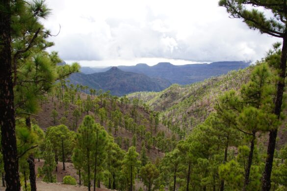 la guerrilla de animales asilvestrados que amenaza los bosques canarios