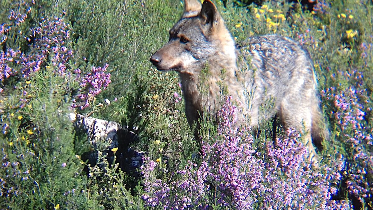 La protección del lobo es una oportunidad para las zonas rurales