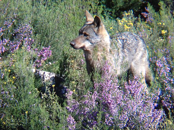 la proteccion del lobo es una oportunidad para las zonas rurales
