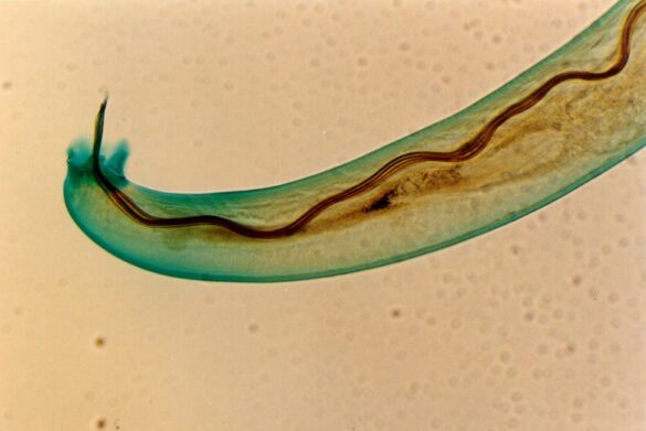 a la caza del gusano pulmonar de la rata el parasito que causa meningitis