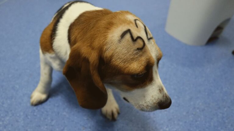 Presentan una querella criminal contra el laboratorio Vivotecnia por maltrato animal