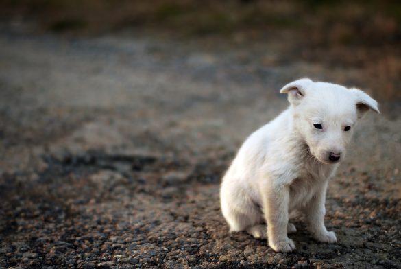 perro