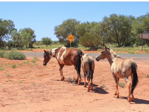 grupo caballos brumby