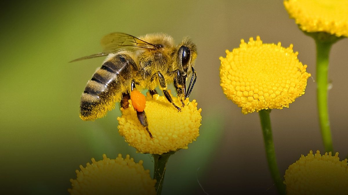 Las abejas que habitan lugares remotos también están muriendo a un ritmo impactante