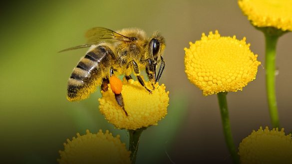 Abeja