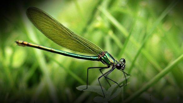 Insectos