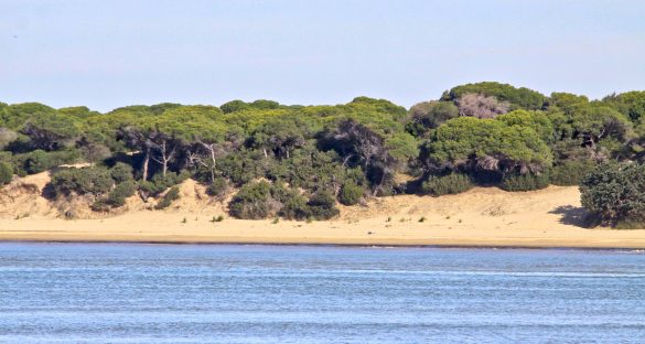 Espacio Natural de Donana 119 cropped