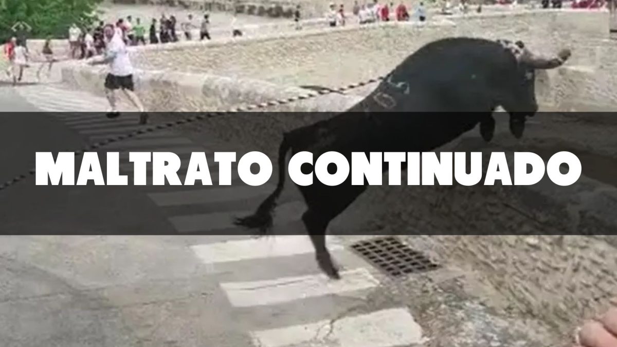 Vídeo | Una tragedia evitable: un toro ensogado es sacrificado en Ontinyent tras herirse durante la carrera