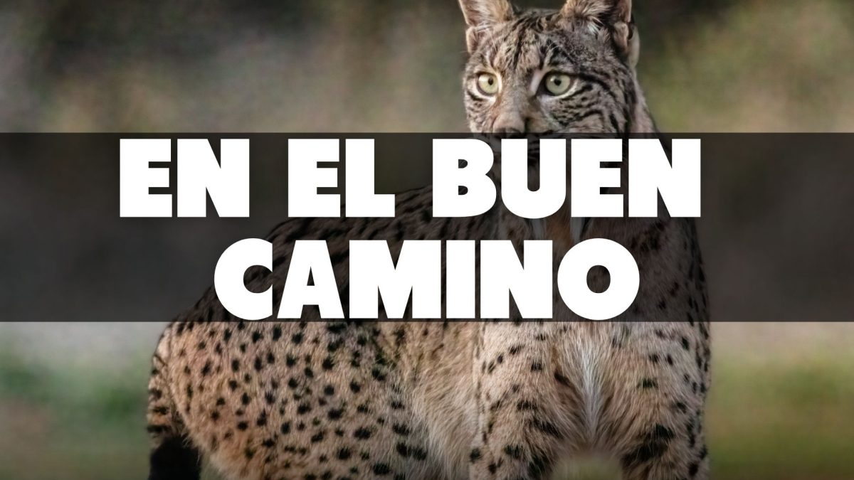 La mejor noticia: el lince ibérico multiplicó por 13 su población en 20 años