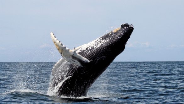 Humpback stellwagen edit