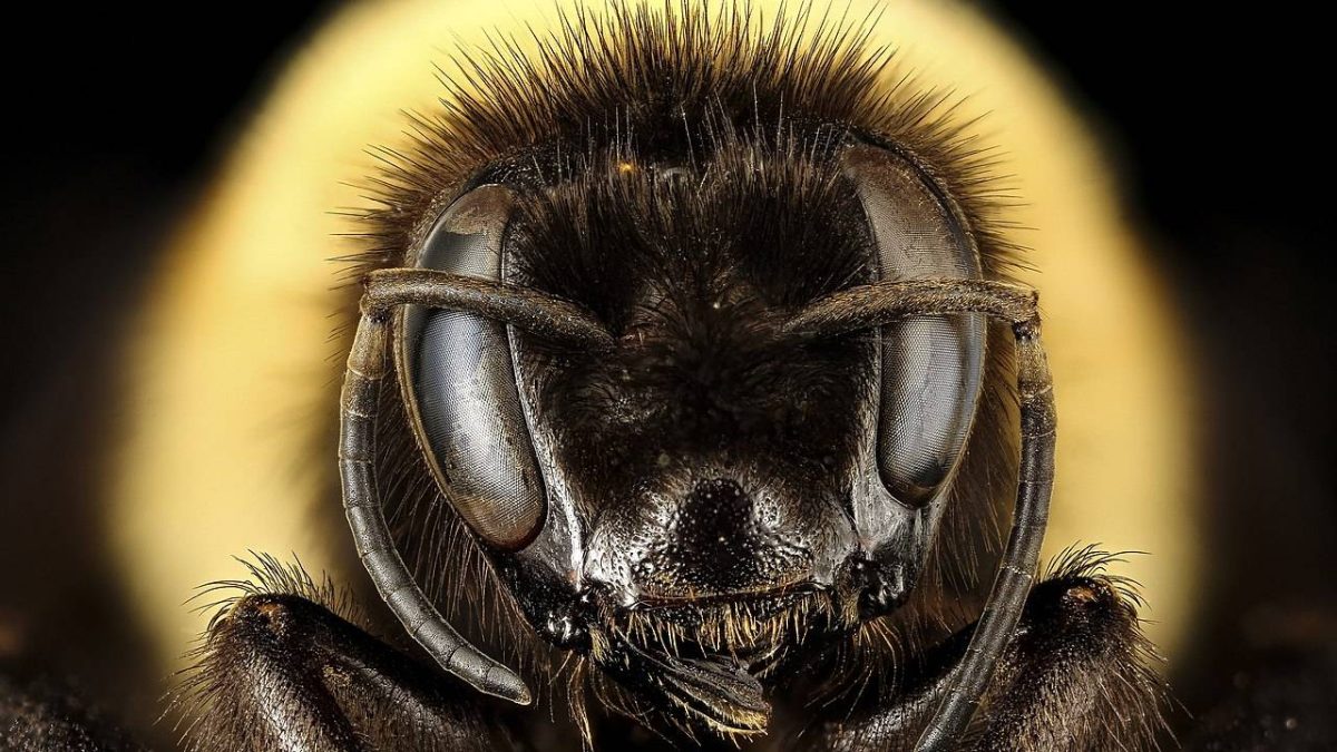 Pesticidas, cambio climático, agricultura intensiva: el último vuelo del abejorro en Europa