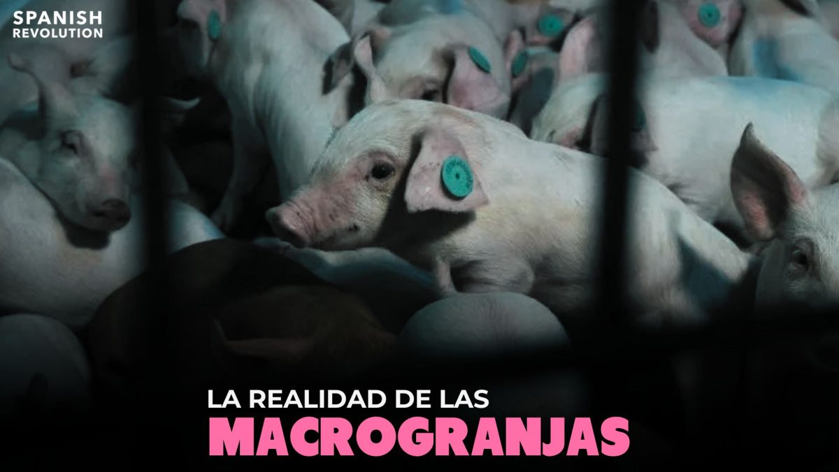 Vídeo | Por qué las macrogranjas matan el mundo