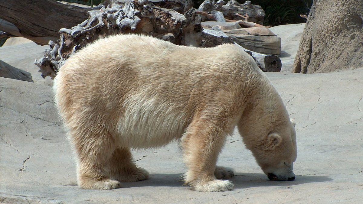 El fin de los osos polares