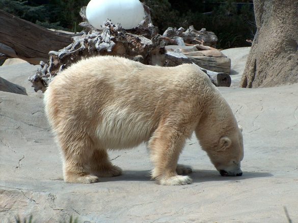 1280px PolarBear01