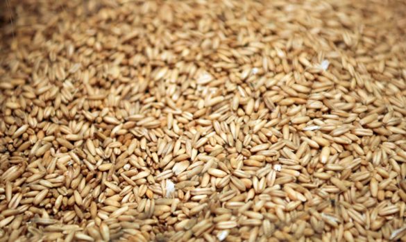 Avena grano