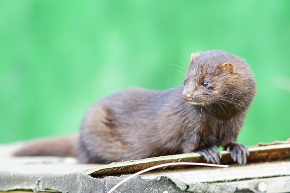 640px American mink geograph.co .uk 2083077