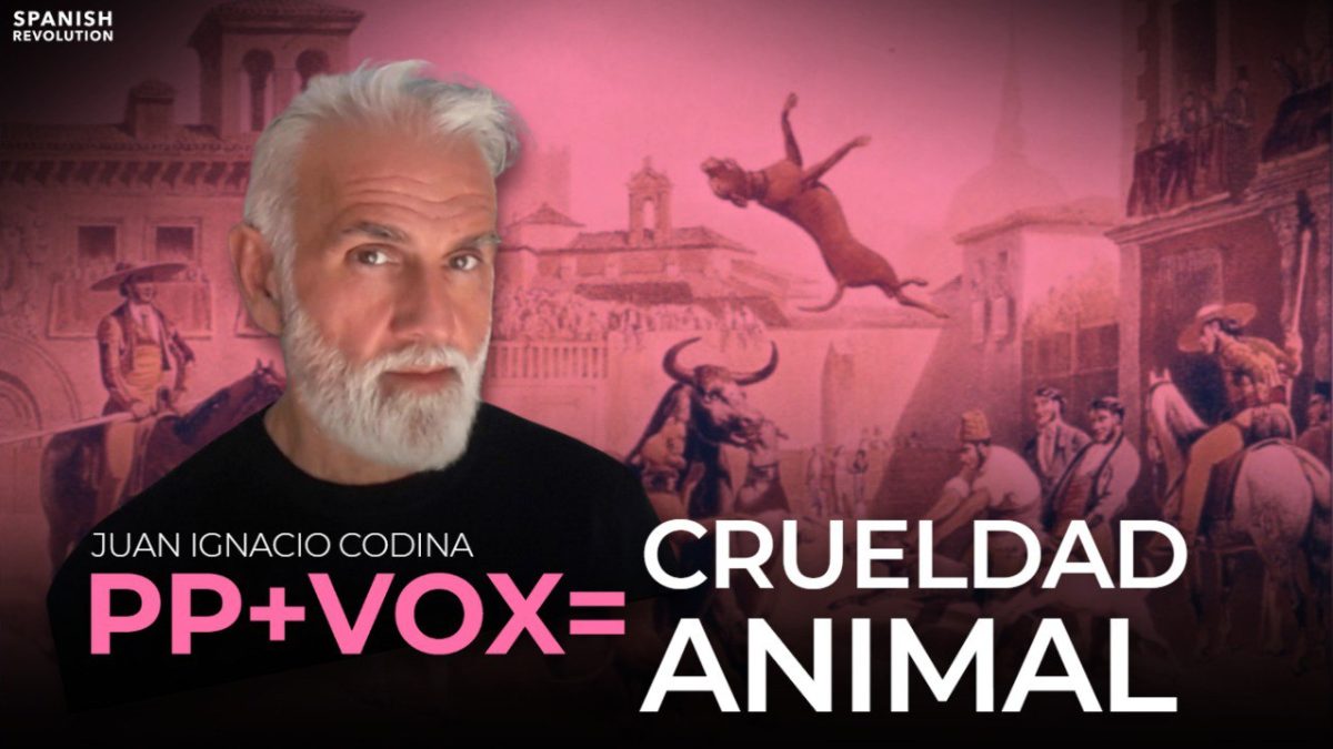 Vídeo | Vox+PP: crueldad animal. El regreso de los toros embolados a las Fallas, con Juan Ignacio Codina