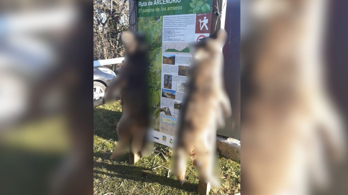 Dos lobos asesinados y exhibidos en Ponga: un crimen que muestra el desprecio por la vida y la naturaleza