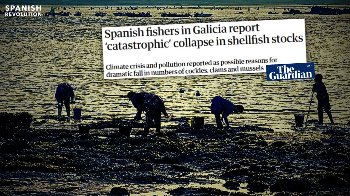 The Guardian se hace eco de lo que España se niega a ver: el colapso del marisco en Galiza
