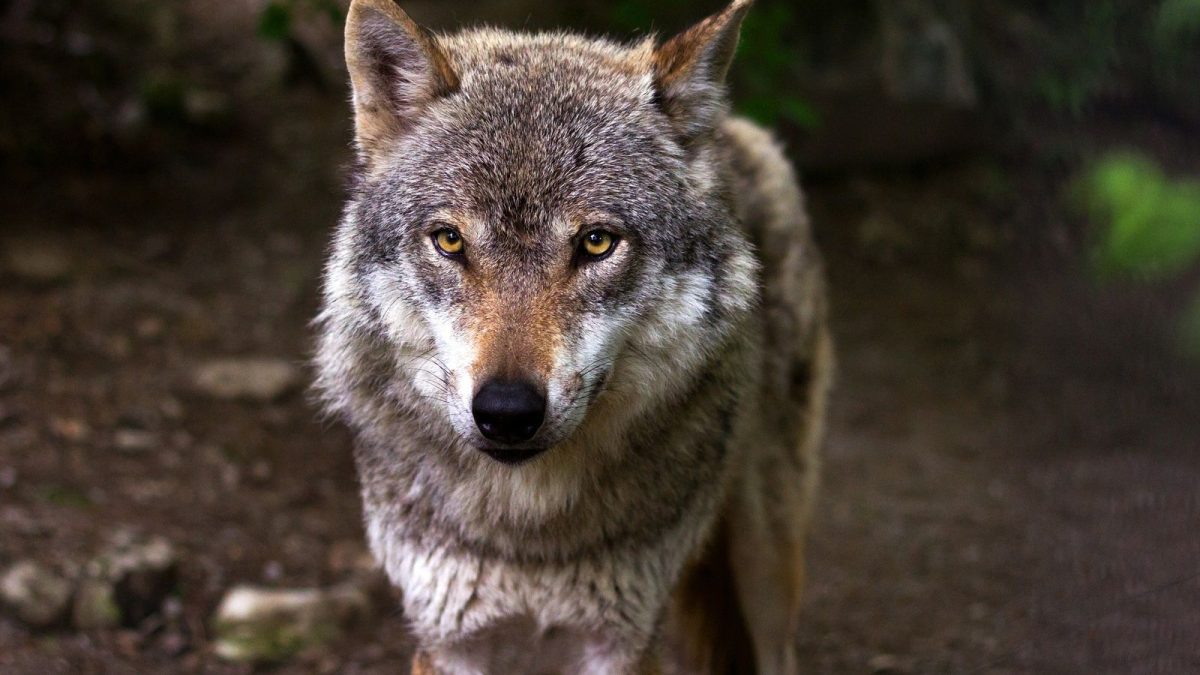 El Congreso cede a los bulos y abre la veda para cazar al lobo