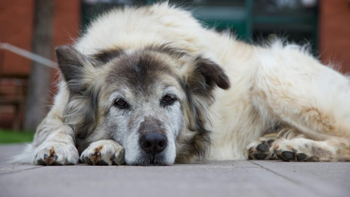 La conexión entre el bienestar de los perros mayores y la salud del planeta