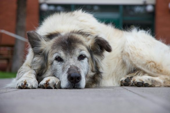 olddog