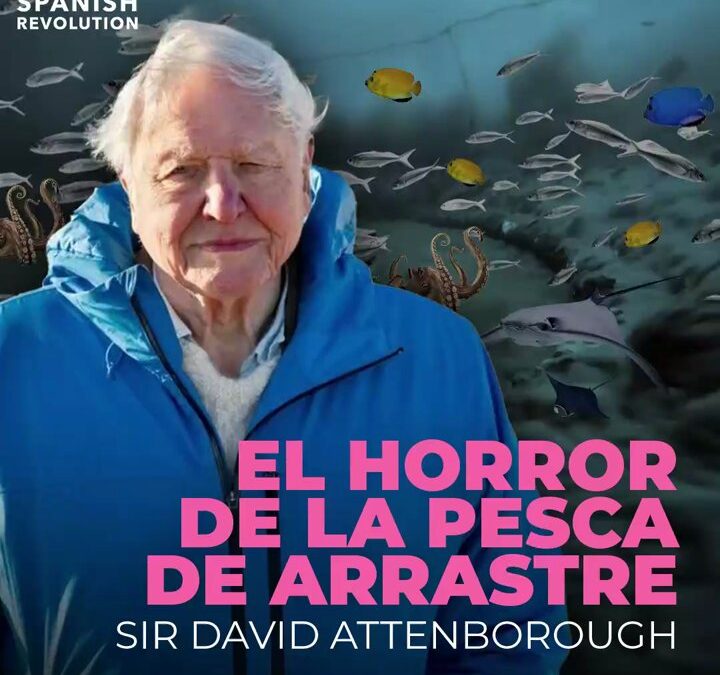 Vídeo | El crimen invisible del mar: Attenborough denuncia la devastación de la pesca de arrastre