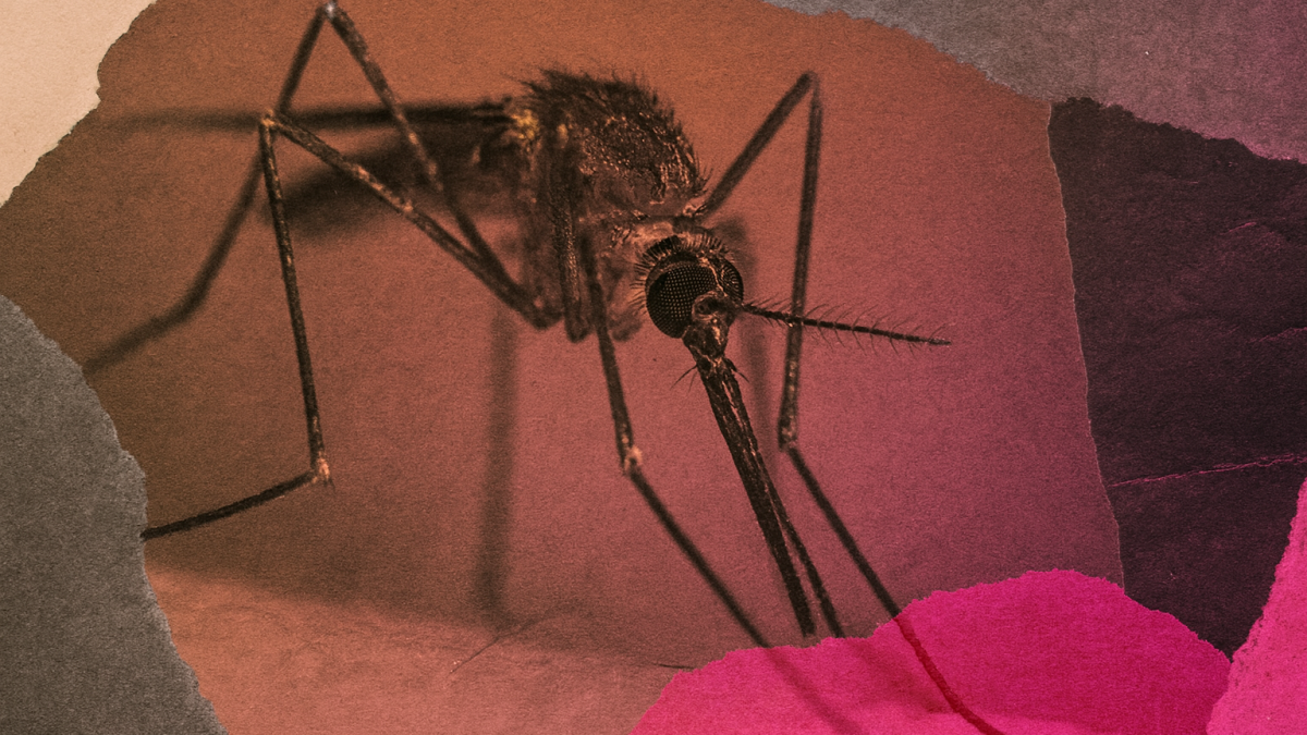 El cambio climático abre la puerta al dengue y la chikungunya en Europa