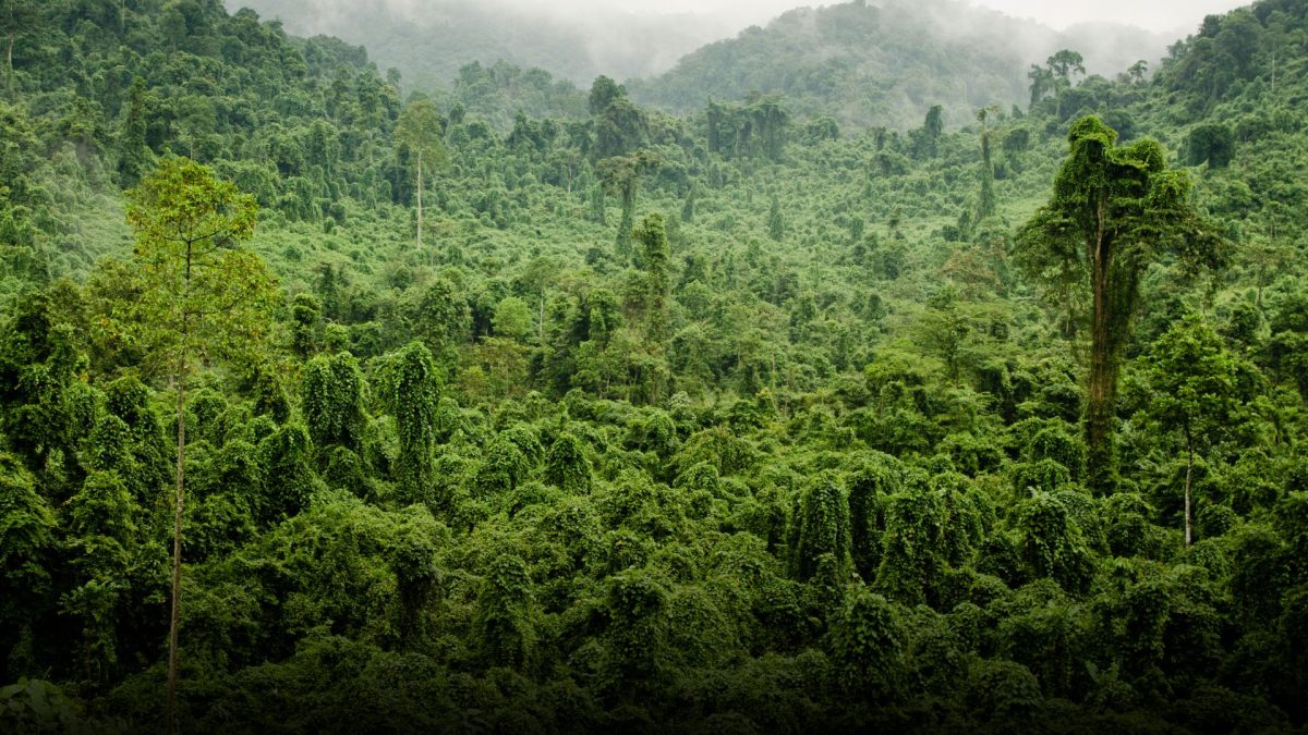 La selva en llamas del capitalismo