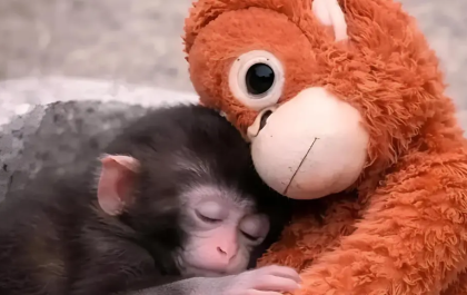 a294a218 1702 4b2c bc45 615fe9c093cc