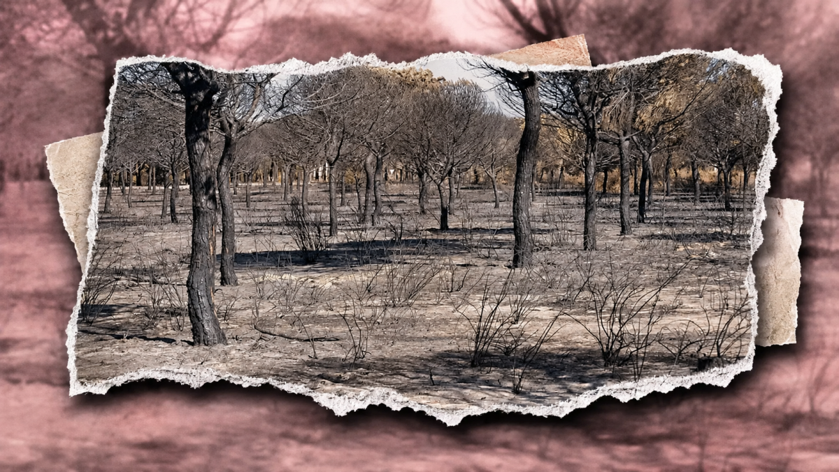 Que todo arda, que nadie pague: Doñana sigue esperando justicia nueve años después